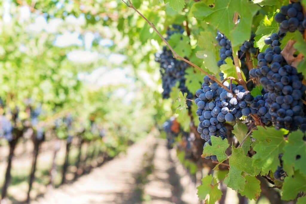 vignes raisins